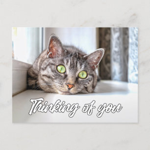 Thinking Of You - Adorable Kitty Cat Postcard