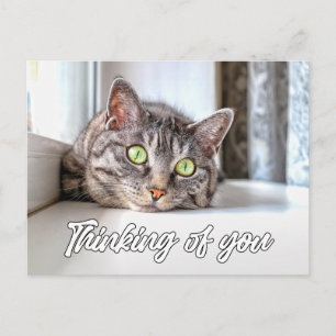 Thinking Of You - Adorable Kitty Cat Postcard