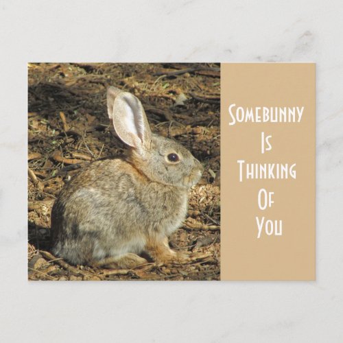 Thinking Of You Adorable Wild Brown Bunny Postcard
