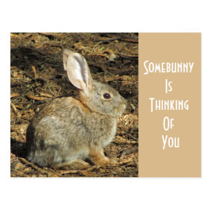 Wild Rabbit Postcards - No Minimum Quantity 