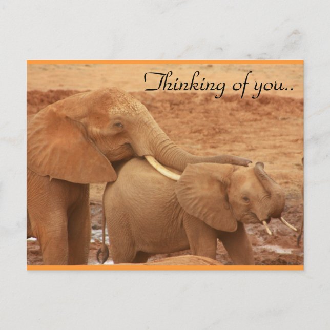 Thinking Of You African Elephants Postcard (Front)