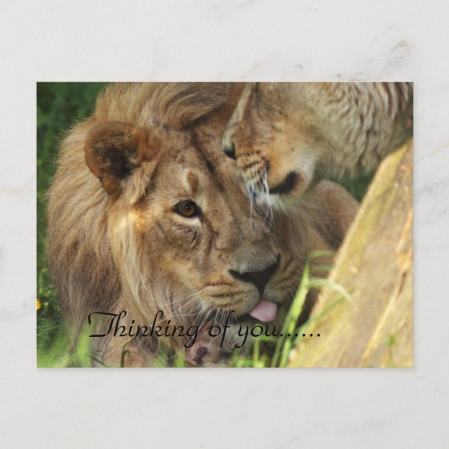 Thinking Of You African Lions Love Postcard (Front)
