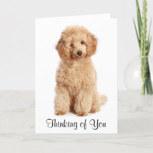 Thinking of You Apricot Poodle Puppy Dog Card