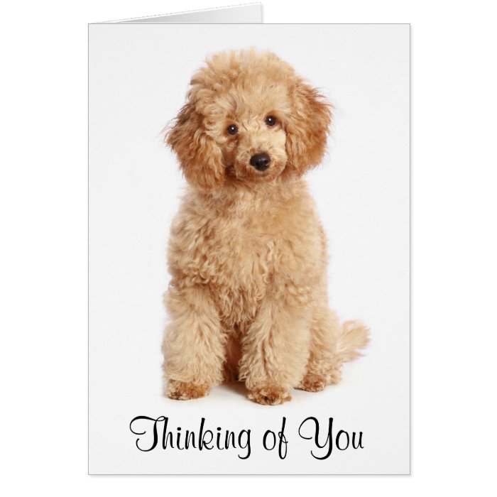 Thinking of You Apricot Poodle Puppy Dog Card