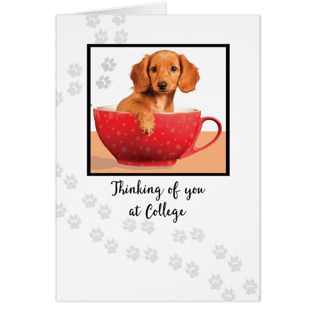 Thinking of You at College Cute Dachsund Dog Cards (Front)