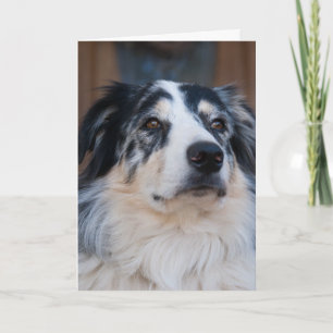 Thinking of You Australian Shepherd Close Up Photo Card