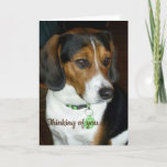 Thinking Of You Beagle Card at Zazzle