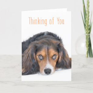 Thinking of You - Beautiful Dog with Soulful Eyes Card