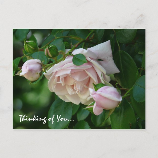 " Thinking of You"-Beautiful Pink Roses Postcard (Front)