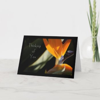 Thinking Of You Bird-of-paradise Card by pulsDesign at Zazzle