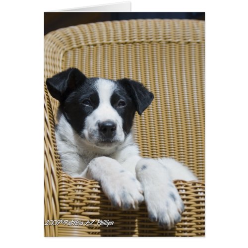 Thinking of You Border Collie Pup Inside Template