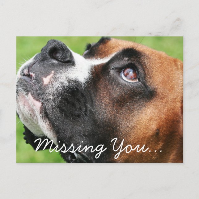 Thinking of You Boxer - Vindy Postcard (Front)