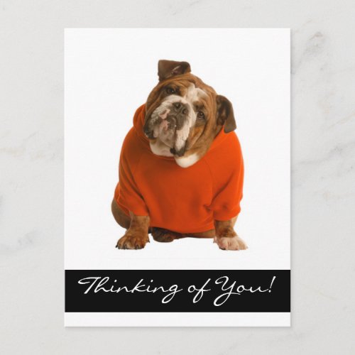 Thinking of You Bulldog Puppy Dog Greeting Poscard Postcard