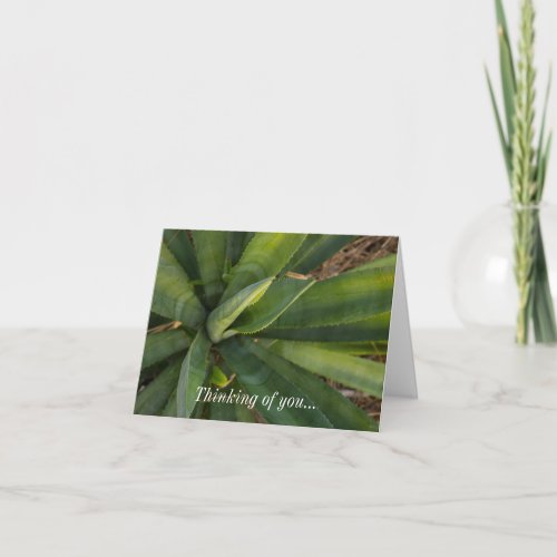 Thinking Of You Card _ Aloe Vera