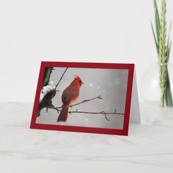 Thinking Of You Cardinal Card by Considernature at Zazzle