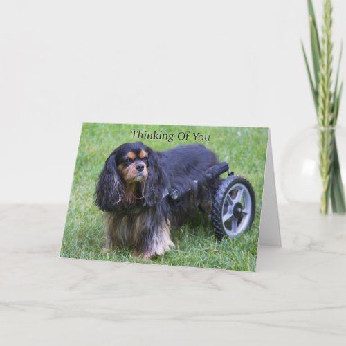 Thinking Of You Cavalier King Charles Disability C Card