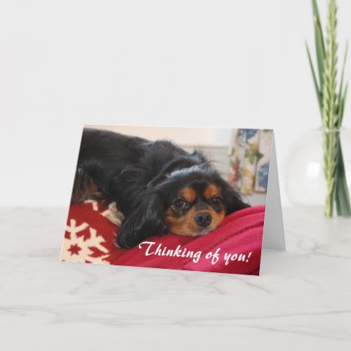 Thinking of You Cavalier King Charles Spaniel  Card