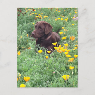 Thinking of You Chocolate Labrador Dog Poppy Patch Postcard