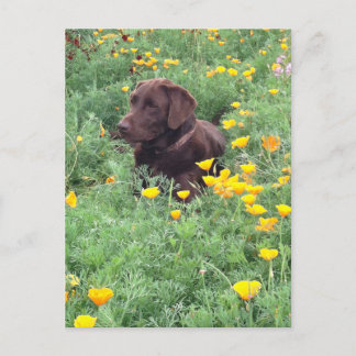 Thinking of You Chocolate Labrador Dog Poppy Patch Postcard