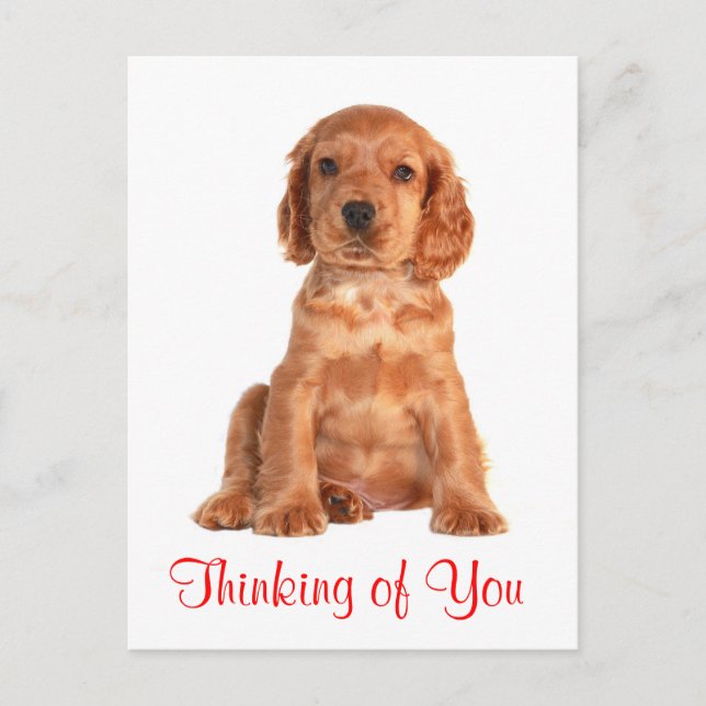Thinking of You Cocker Spaniel Puppy Dog Postcard (Front)