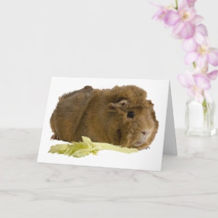 Thinking Of You Cute Guinea Pig Photo Template
