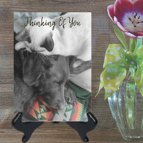 Thinking Of You Cute Kitten On Labradors Head Card