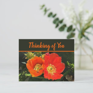 Thinking of You Desert Bloom Photo Cactus Flower Postcard