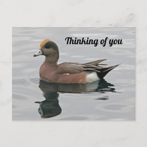 Thinking of You Duck Photo Wigeon Calm Lake Postcard