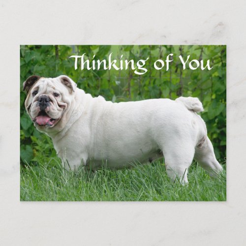 Thinking of You English Bulldog Puppy Dog Postcard