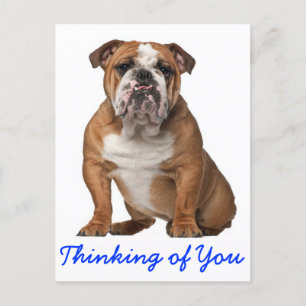 Thinking of You English Bulldog Puppy Dog Postcard