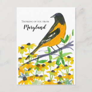 Thinking of You from Maryland Baltimore Oriole Postcard