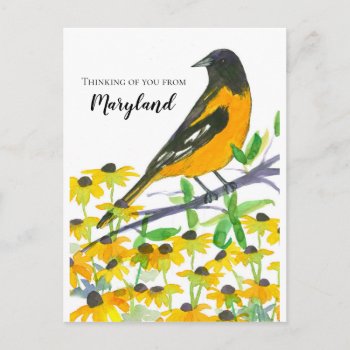 Thinking Of You From Maryland Baltimore Oriole Postcard by CountryGarden at Zazzle