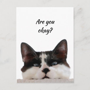 Thinking of You Funny Cat Let Me know You're okay Postcard