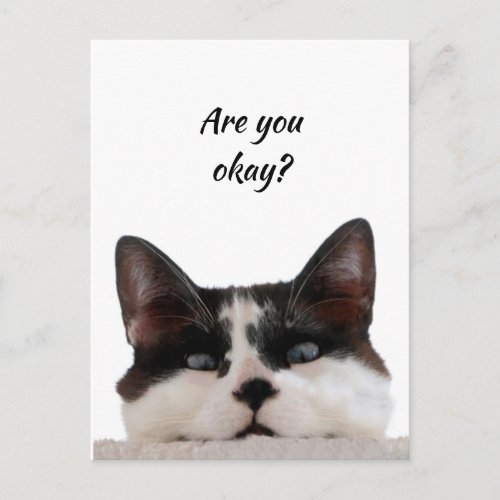 Thinking of You Funny Cat Let Me know Youre okay Postcard