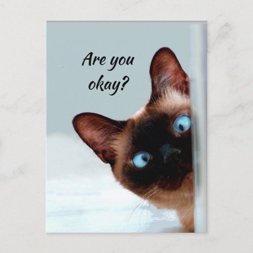 Thinking of You Funny Cat Let Me know Youre okay Postcard