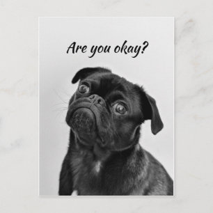 Thinking of You Funny Dog Let Me know You're okay Postcard