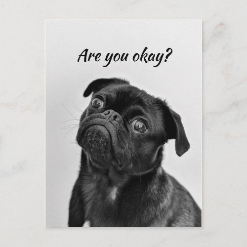 Thinking of You Funny Dog  Let Me know Youre okay Postcard