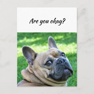 Thinking of You Funny Dog Let Me know You're okay Postcard