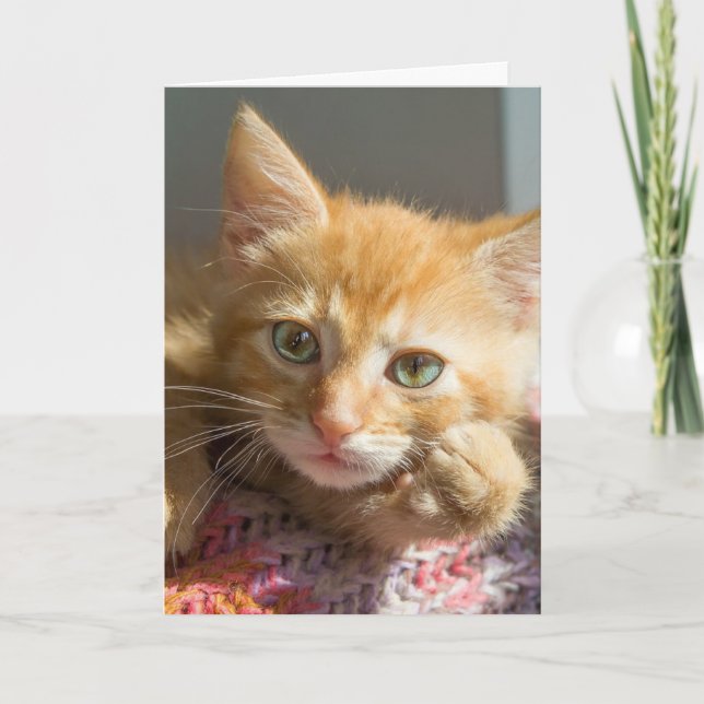 THINKING OF YOU GINGER KITTEN CAT CARDS (Front)