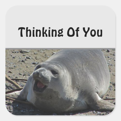 Thinking Of You Gray Elephant Seal Ocean Animal