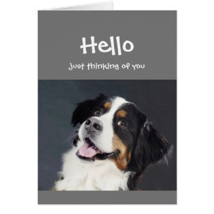 Thinking of you Hello Smiling Dog Fun Cards