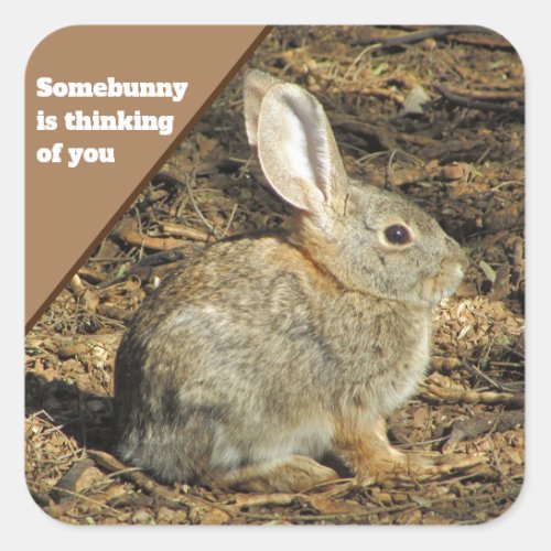 Thinking Of You Humor Brown Bunny Photo Animal Square Sticker