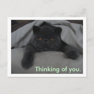 Thinking of You - I Miss You - Cat Postcard