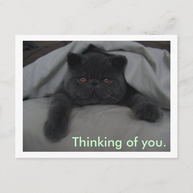 Thinking of You - I Miss You - Cat Postcard (Front)