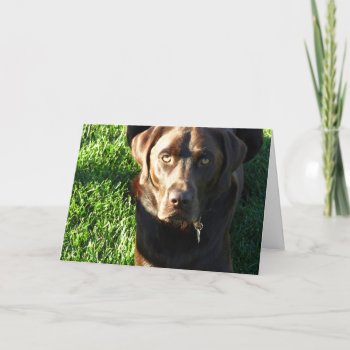 Thinking Of You Lab Greeting Card by Sidelinedesigns at Zazzle