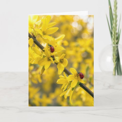 Thinking of You Ladybugs on Forsythia Branch Card