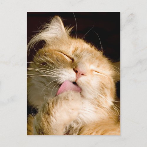 Thinking Of You Maine Coon Close_Up Photo Postcard