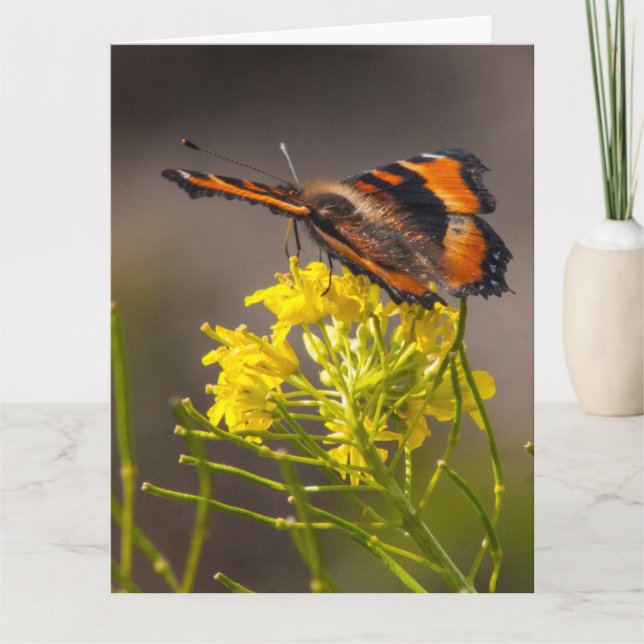 Thinking Of You Milbert's Tortoiseshell Butterfly  Card (Front)