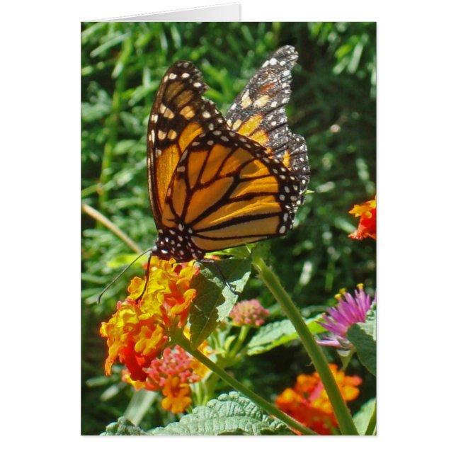 Thinking of You Monarch Butterfly Friendship Cards (Front)