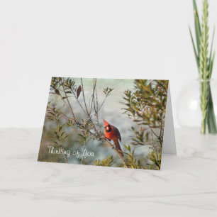 Thinking of You - Northern Cardinal in Wax Myrtle Card